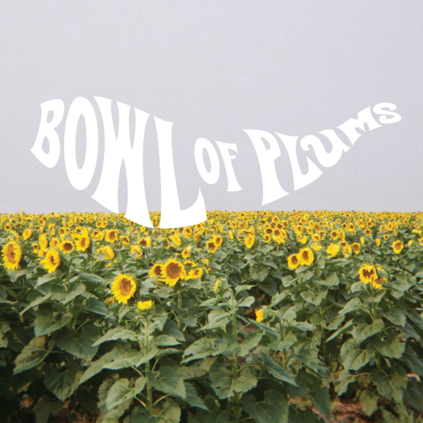 An album cover featuring a field of sunflowers with the text BOWL OF PLUMS on top of it